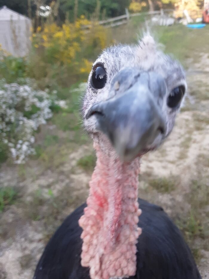 Hey Pandas, Post A Funny Picture Of Your Pet (Closed) Hey Pandas, Post A Funny Picture Of Your Pet (Closed)