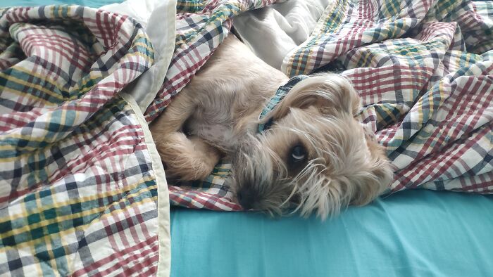 Hey Pandas, Post A Funny Picture Of Your Pet (Closed) Hey Pandas, Post A Funny Picture Of Your Pet (Closed)