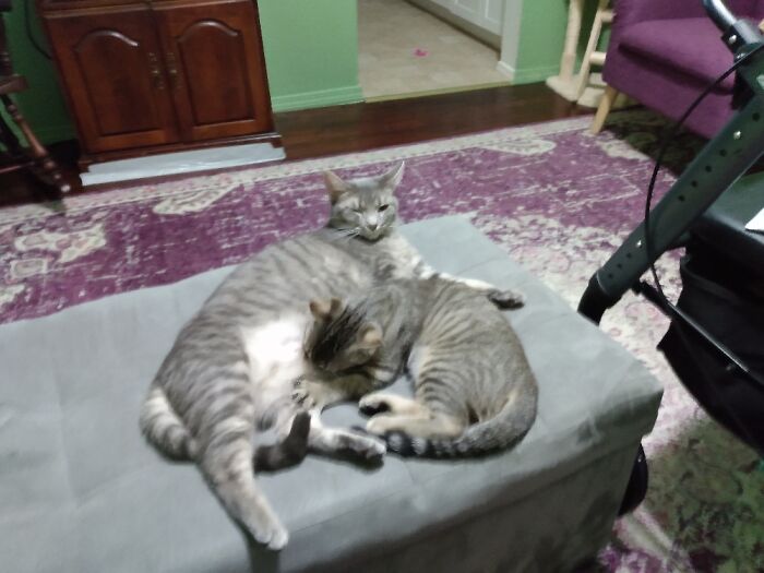 Hey Pandas, Post A Funny Picture Of Your Pet (Closed) Hey Pandas, Post A Funny Picture Of Your Pet (Closed)