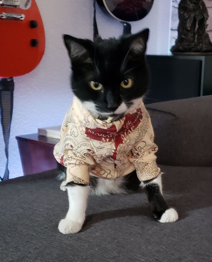 Hey Pandas, Post A Funny Picture Of Your Pet (Closed) Hey Pandas, Post A Funny Picture Of Your Pet (Closed)