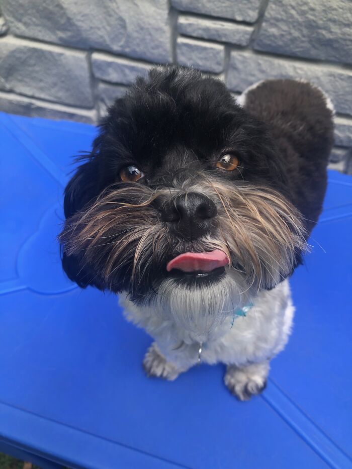 Hey Pandas, Post A Funny Picture Of Your Pet (Closed) Hey Pandas, Post A Funny Picture Of Your Pet (Closed)