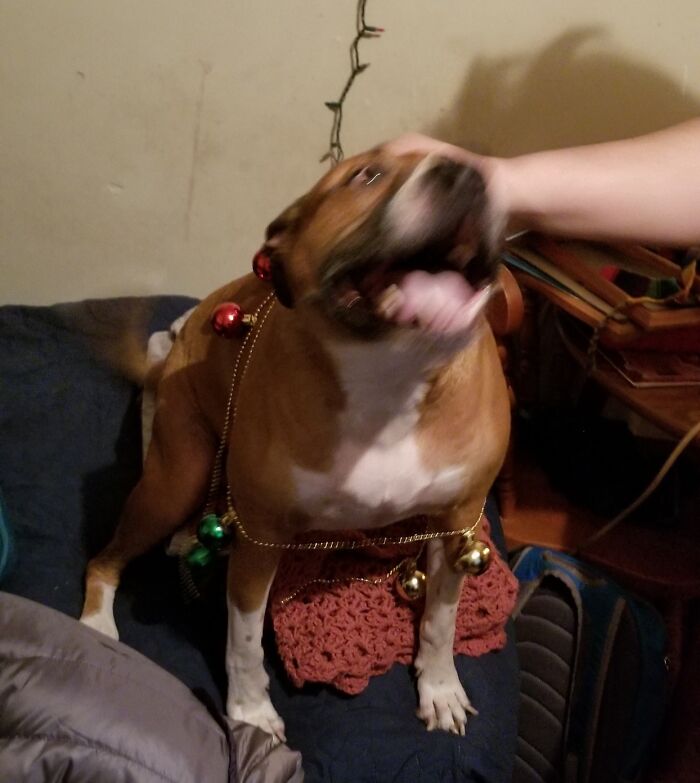 Hey Pandas, Post A Funny Picture Of Your Pet (Closed) Hey Pandas, Post A Funny Picture Of Your Pet (Closed)