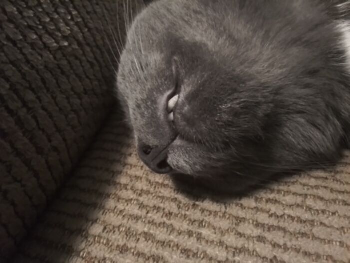 Hey Pandas, Post A Funny Picture Of Your Pet (Closed) Hey Pandas, Post A Funny Picture Of Your Pet (Closed)