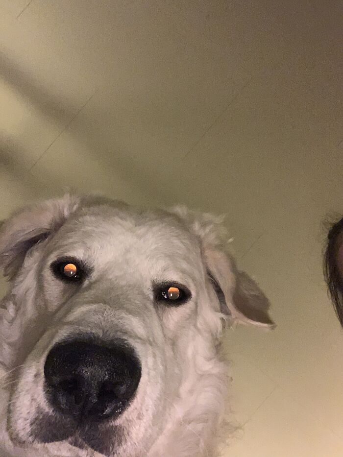 Hey Pandas, Post A Funny Picture Of Your Pet (Closed) Hey Pandas, Post A Funny Picture Of Your Pet (Closed)