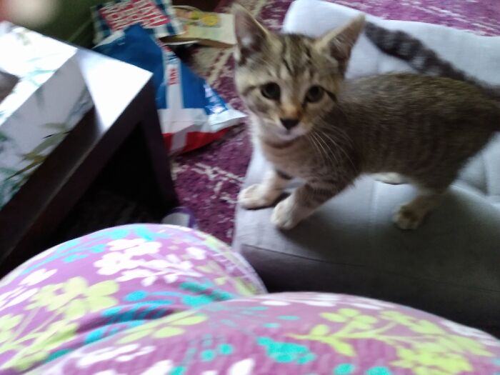 Hey Pandas, Post A Funny Picture Of Your Pet (Closed) Hey Pandas, Post A Funny Picture Of Your Pet (Closed)