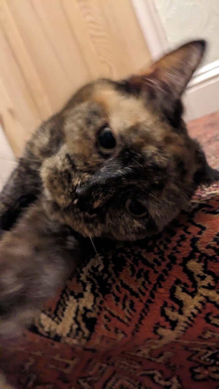 Hey Pandas, Post A Funny Picture Of Your Pet (Closed) Hey Pandas, Post A Funny Picture Of Your Pet (Closed)