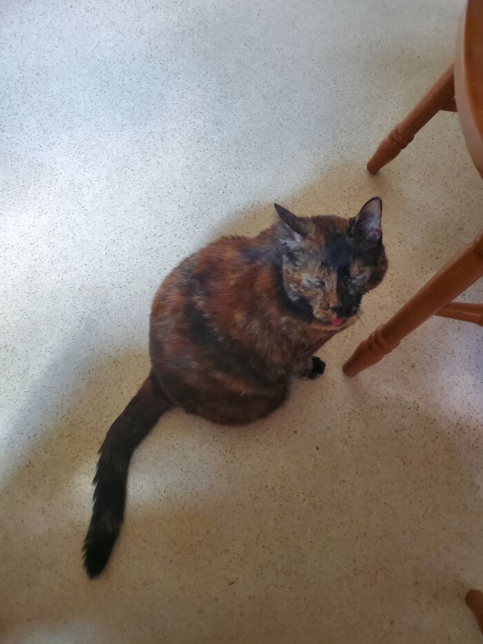 Hey Pandas, Post A Funny Picture Of Your Pet (Closed) Hey Pandas, Post A Funny Picture Of Your Pet (Closed)