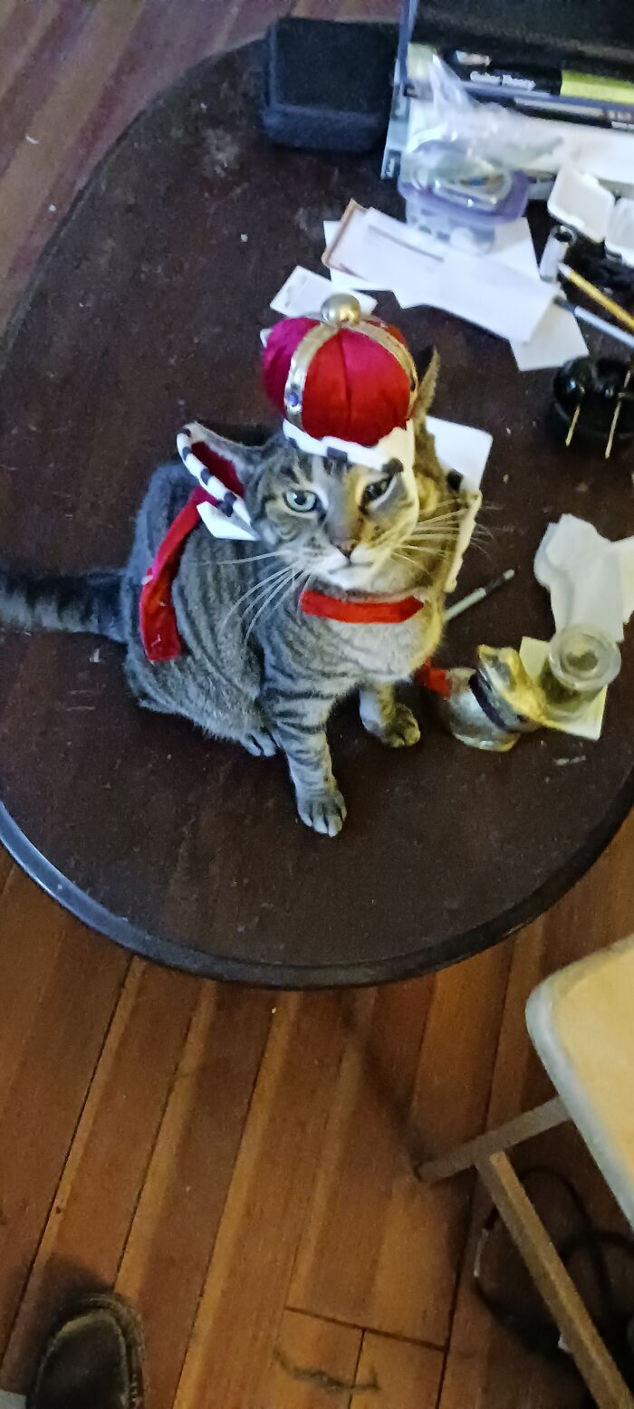 Hey Pandas, Post A Funny Picture Of Your Pet (Closed) Hey Pandas, Post A Funny Picture Of Your Pet (Closed)