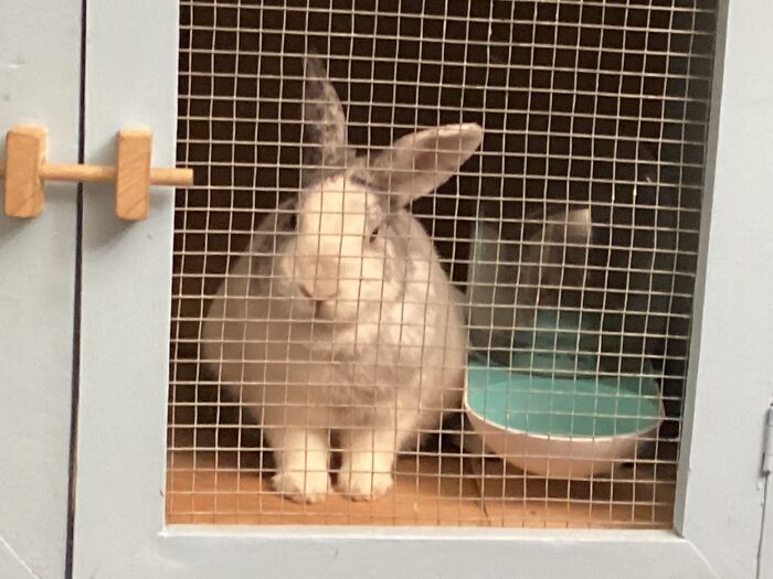 Hey Pandas, Post A Funny Picture Of Your Pet (Closed) Hey Pandas, Post A Funny Picture Of Your Pet (Closed)