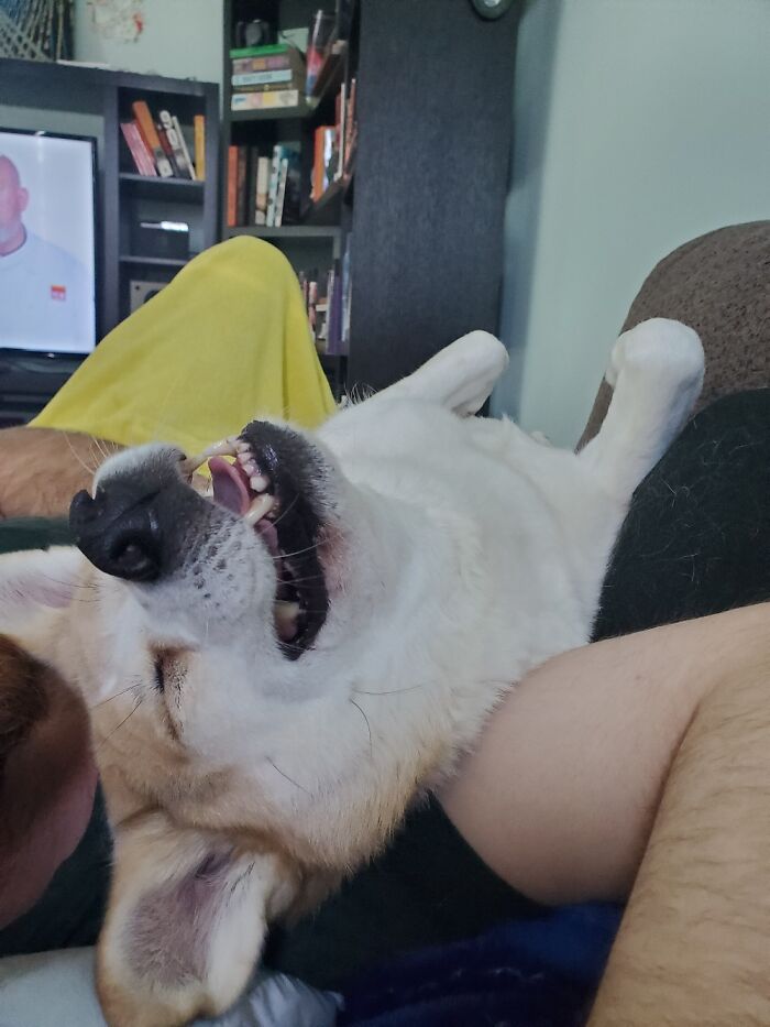 Hey Pandas, Post A Funny Picture Of Your Pet (Closed) Hey Pandas, Post A Funny Picture Of Your Pet (Closed)