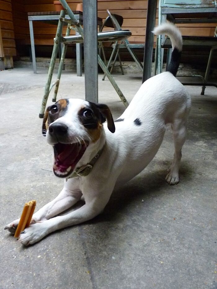 Hey Pandas, Post A Funny Picture Of Your Pet (Closed) Hey Pandas, Post A Funny Picture Of Your Pet (Closed)