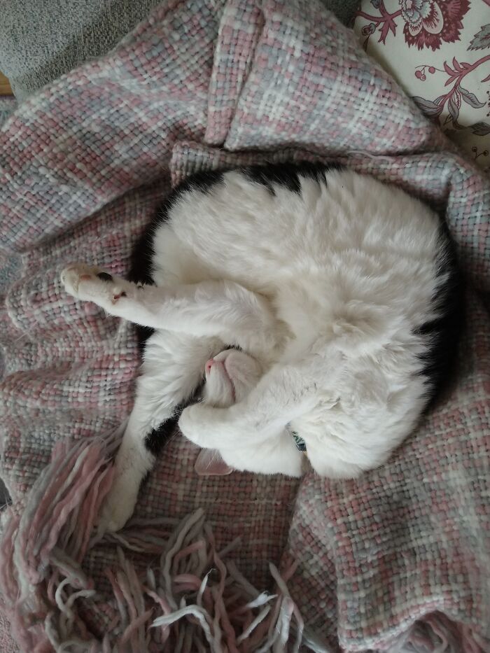 Hey Pandas, Post A Funny Picture Of Your Pet (Closed) Hey Pandas, Post A Funny Picture Of Your Pet (Closed)