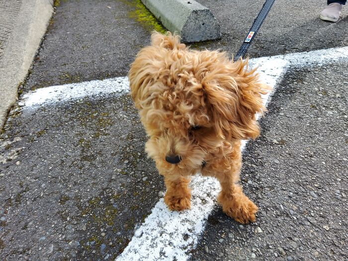 Hey Pandas, Post A Funny Picture Of Your Pet (Closed) Hey Pandas, Post A Funny Picture Of Your Pet (Closed)