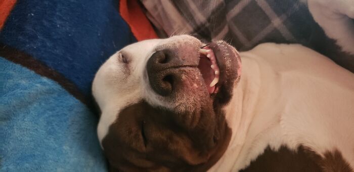 Hey Pandas, Post A Funny Picture Of Your Pet (Closed) Hey Pandas, Post A Funny Picture Of Your Pet (Closed)