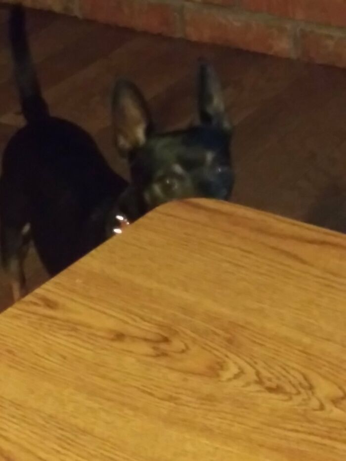 Hey Pandas, Post A Funny Picture Of Your Pet (Closed) Hey Pandas, Post A Funny Picture Of Your Pet (Closed)