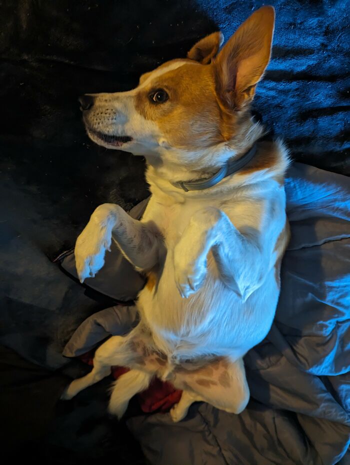 Hey Pandas, Post A Funny Picture Of Your Pet (Closed) Hey Pandas, Post A Funny Picture Of Your Pet (Closed)