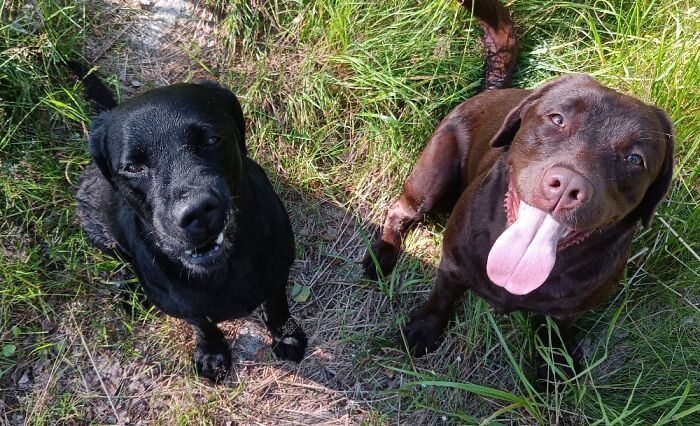 Hey Pandas, Post A Funny Picture Of Your Pet (Closed) Hey Pandas, Post A Funny Picture Of Your Pet (Closed)