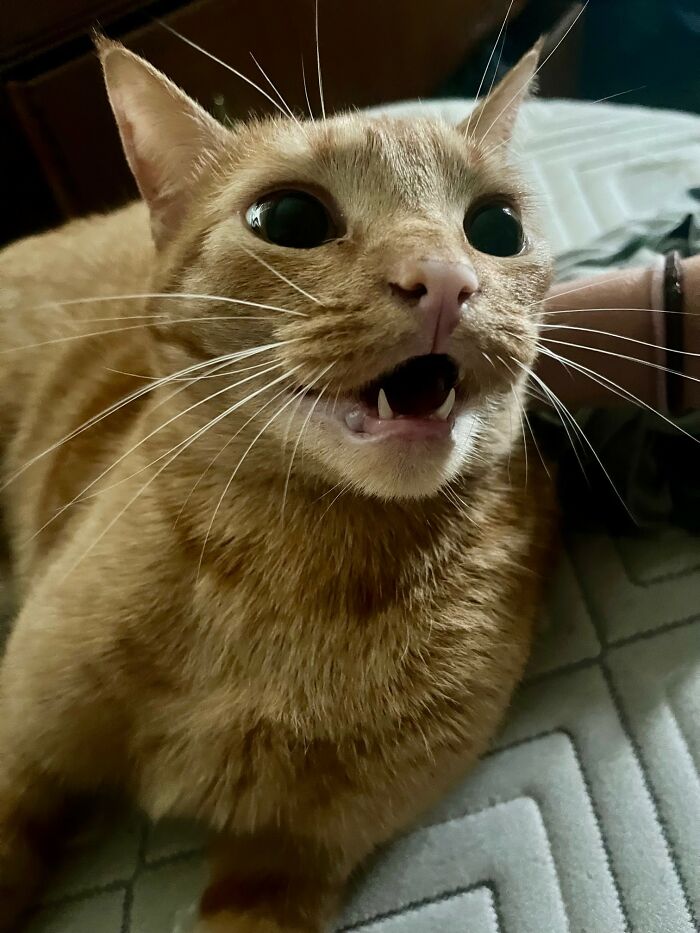 Hey Pandas, Post A Funny Picture Of Your Pet (Closed)