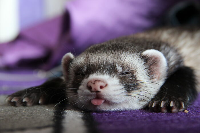 Hey Pandas, Post A Funny Picture Of Your Pet (Closed) Hey Pandas, Post A Funny Picture Of Your Pet (Closed)