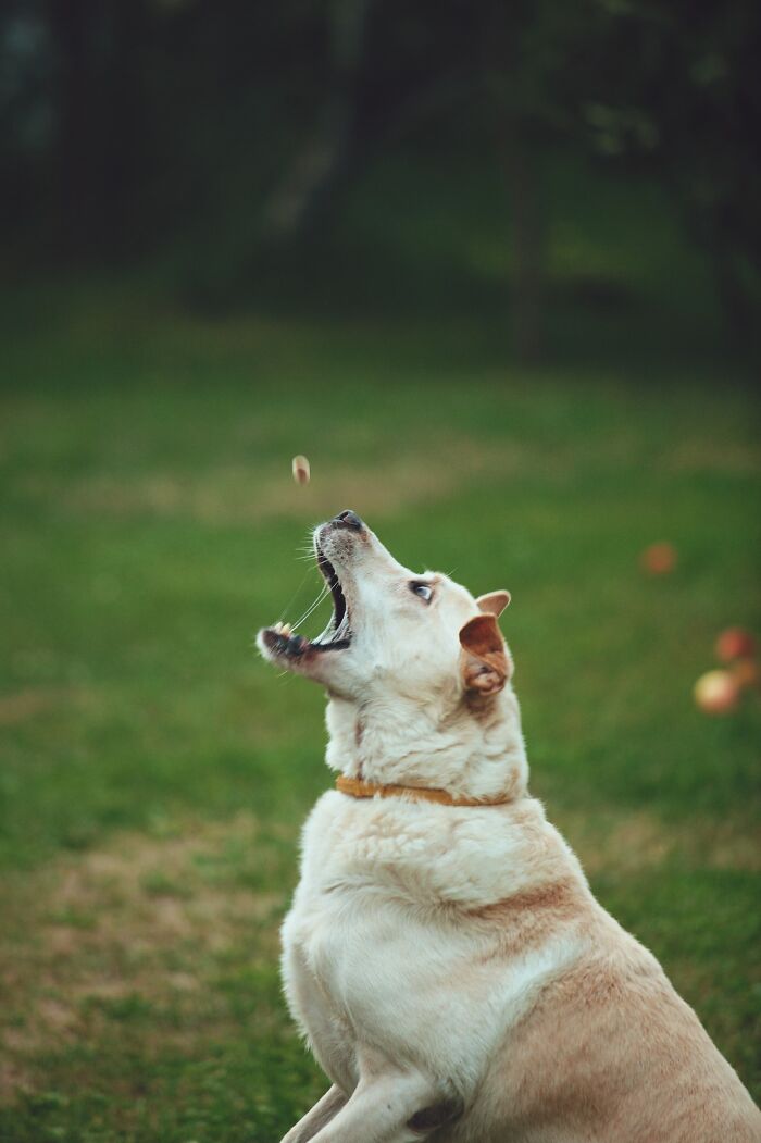 Hey Pandas, Post A Funny Picture Of Your Pet (Closed) Hey Pandas, Post A Funny Picture Of Your Pet (Closed)