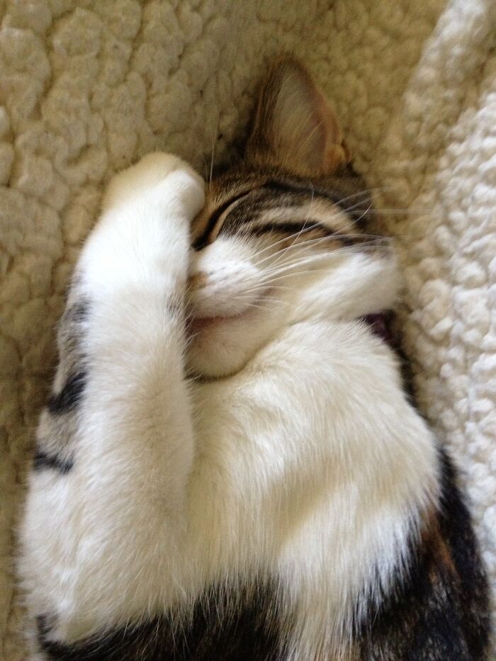 Hey Pandas, Post A Funny Picture Of Your Pet (Closed) Hey Pandas, Post A Funny Picture Of Your Pet (Closed)