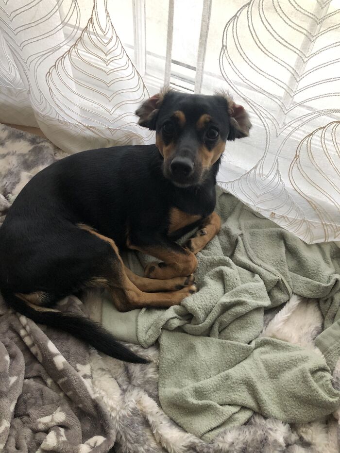 Hey Pandas, Post A Funny Picture Of Your Pet (Closed) Hey Pandas, Post A Funny Picture Of Your Pet (Closed)