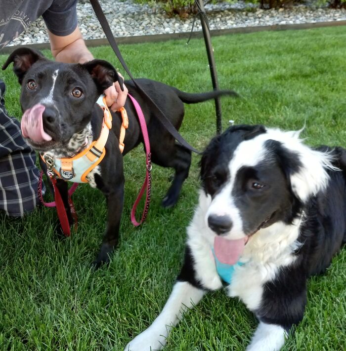 Hey Pandas, Post A Funny Picture Of Your Pet (Closed) Hey Pandas, Post A Funny Picture Of Your Pet (Closed)