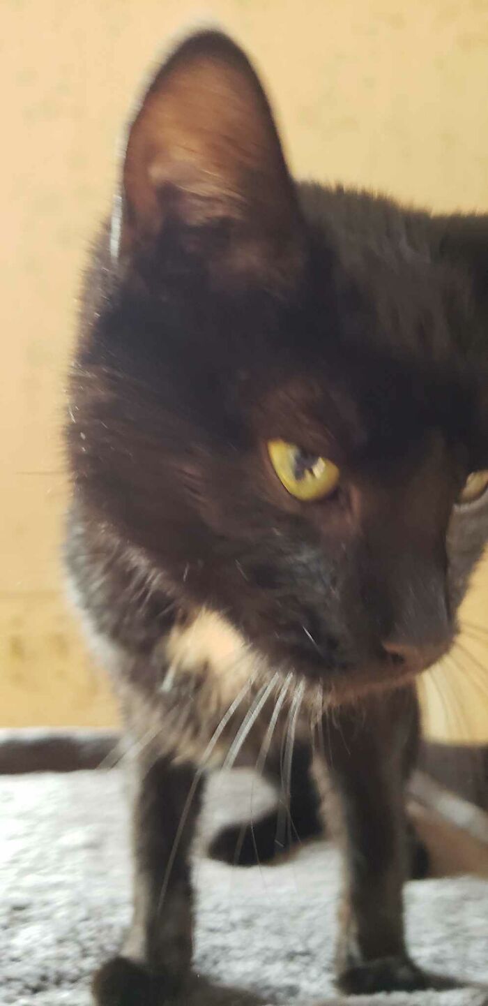 Hey Pandas, Post A Funny Picture Of Your Pet (Closed) Hey Pandas, Post A Funny Picture Of Your Pet (Closed)