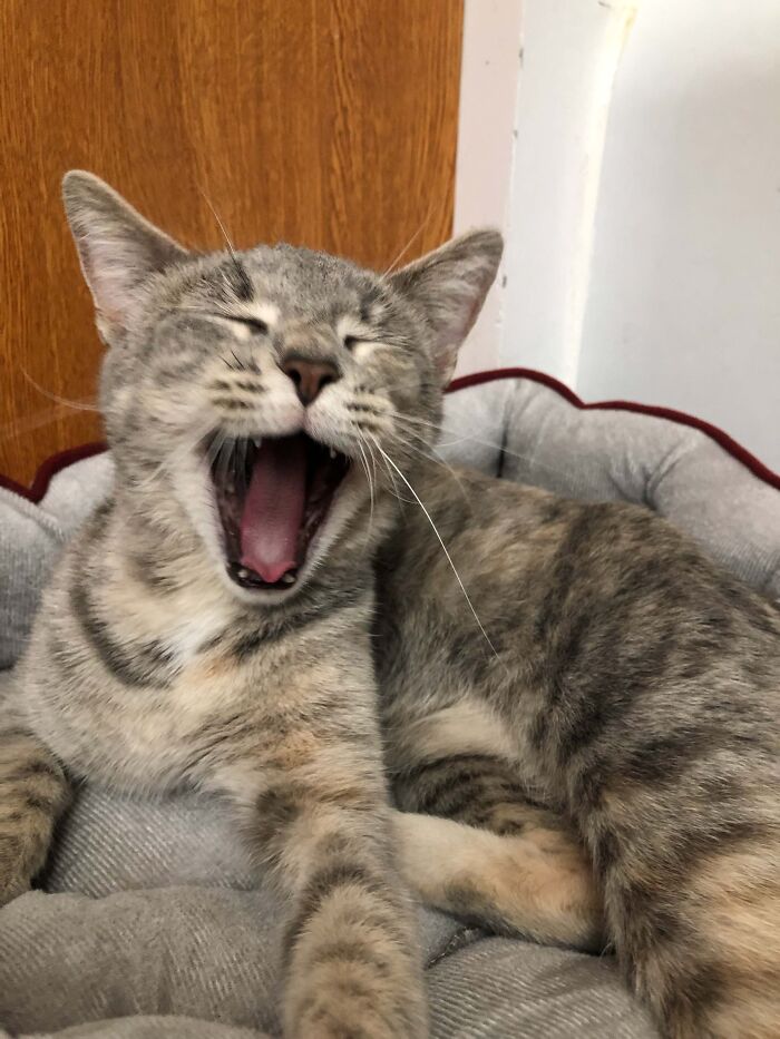 Hey Pandas, Post A Funny Picture Of Your Pet (Closed) Hey Pandas, Post A Funny Picture Of Your Pet (Closed)