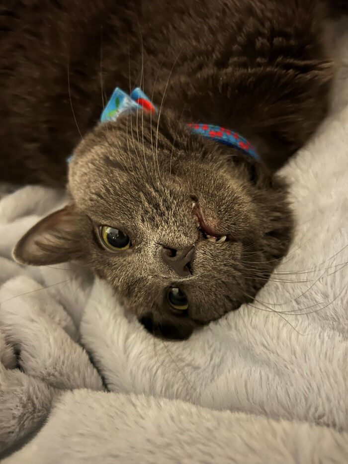 Hey Pandas, Post A Funny Picture Of Your Pet (Closed) Hey Pandas, Post A Funny Picture Of Your Pet (Closed)