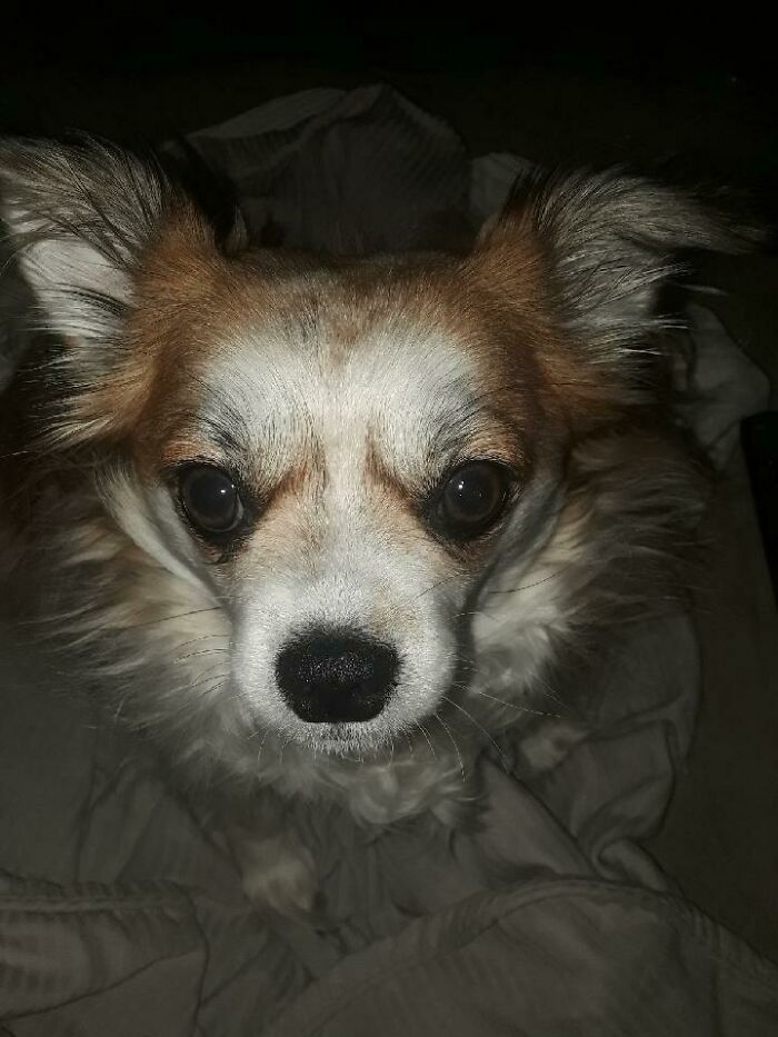 Hey Pandas, Post A Funny Picture Of Your Pet (Closed) Hey Pandas, Post A Funny Picture Of Your Pet (Closed)