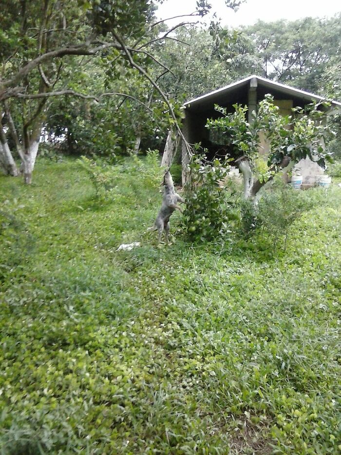 Hey Pandas, Post A Funny Picture Of Your Pet (Closed) Hey Pandas, Post A Funny Picture Of Your Pet (Closed)