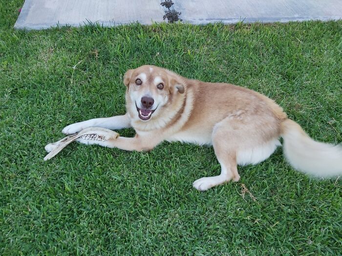 Hey Pandas, Post A Funny Picture Of Your Pet (Closed) Hey Pandas, Post A Funny Picture Of Your Pet (Closed)