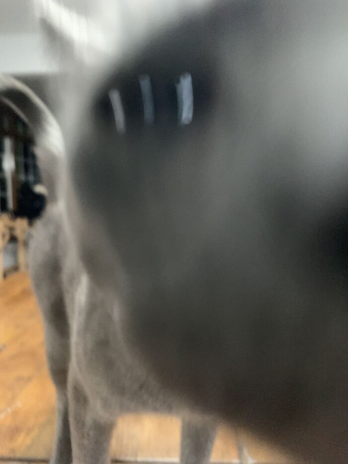 Hey Pandas, Post A Funny Picture Of Your Pet (Closed) Hey Pandas, Post A Funny Picture Of Your Pet (Closed)