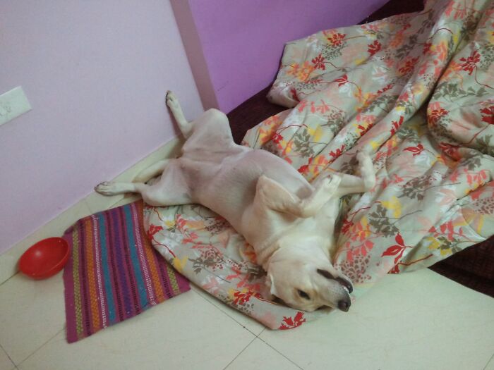 Hey Pandas, Post A Funny Picture Of Your Pet (Closed) Hey Pandas, Post A Funny Picture Of Your Pet (Closed)