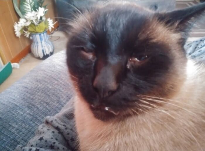 Hey Pandas, Post A Funny Picture Of Your Pet (Closed) Hey Pandas, Post A Funny Picture Of Your Pet (Closed)