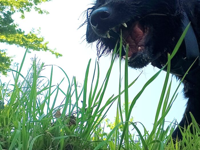 Hey Pandas, Post A Funny Picture Of Your Pet (Closed) Hey Pandas, Post A Funny Picture Of Your Pet (Closed)