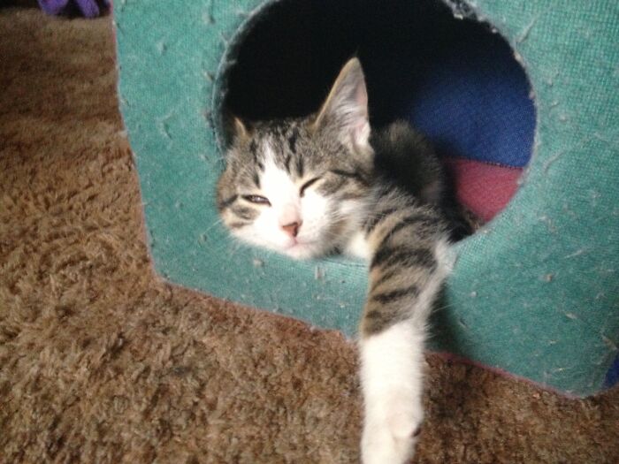 Hey Pandas, Post A Funny Picture Of Your Pet (Closed) Hey Pandas, Post A Funny Picture Of Your Pet (Closed)