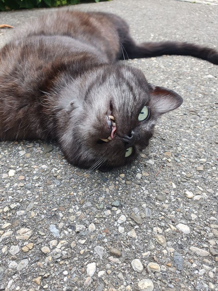 Hey Pandas, Post A Funny Picture Of Your Pet (Closed) Hey Pandas, Post A Funny Picture Of Your Pet (Closed)