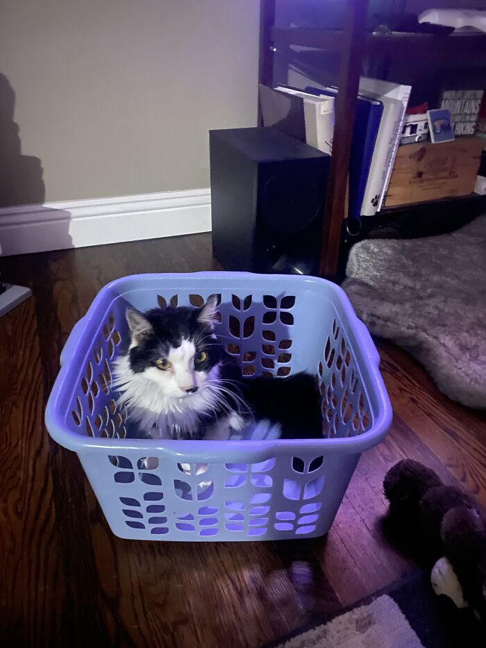 Hey Pandas, Post A Funny Picture Of Your Pet (Closed) Hey Pandas, Post A Funny Picture Of Your Pet (Closed)