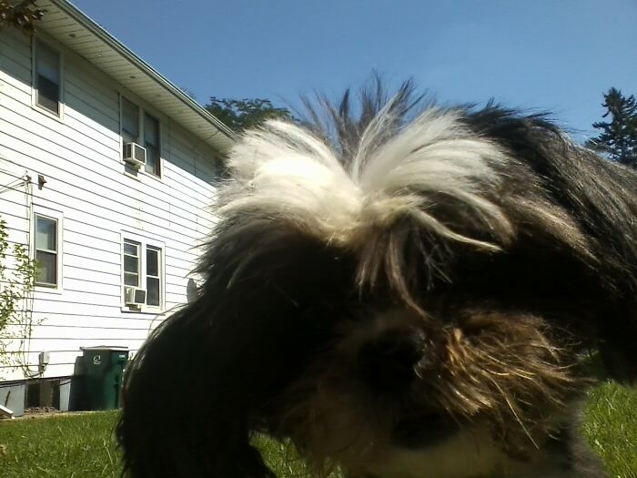 Hey Pandas, Post A Funny Picture Of Your Pet (Closed) Hey Pandas, Post A Funny Picture Of Your Pet (Closed)