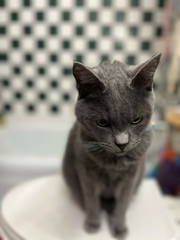 Hey Pandas, Post A Funny Picture Of Your Pet (Closed) Hey Pandas, Post A Funny Picture Of Your Pet (Closed)