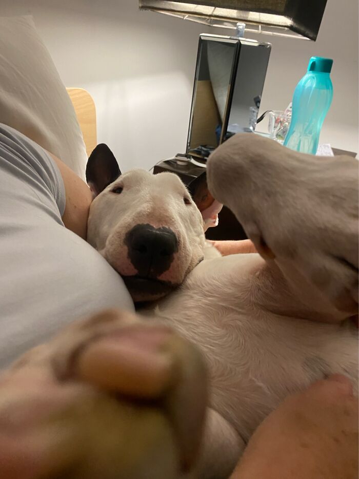 Hey Pandas, Post A Funny Picture Of Your Pet (Closed) Hey Pandas, Post A Funny Picture Of Your Pet (Closed)