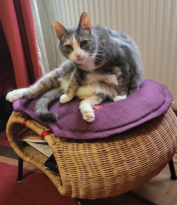 Hey Pandas, Post A Funny Picture Of Your Pet (Closed) Hey Pandas, Post A Funny Picture Of Your Pet (Closed)