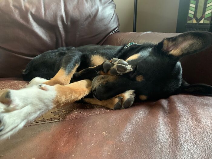 Hey Pandas, Post A Funny Picture Of Your Pet (Closed) Hey Pandas, Post A Funny Picture Of Your Pet (Closed)