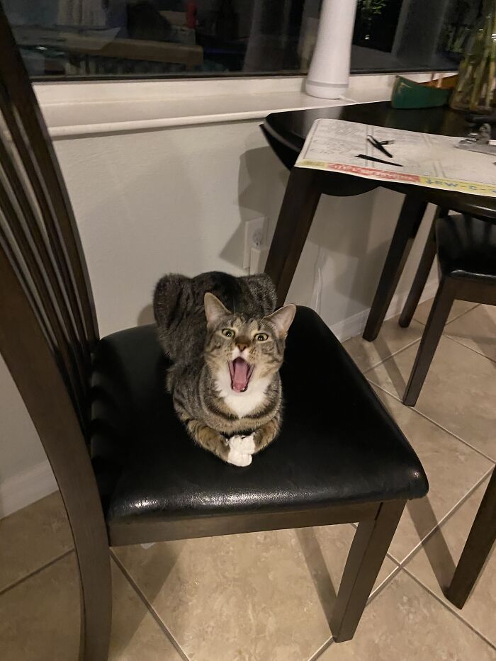 Hey Pandas, Post A Funny Picture Of Your Pet (Closed) Hey Pandas, Post A Funny Picture Of Your Pet (Closed)