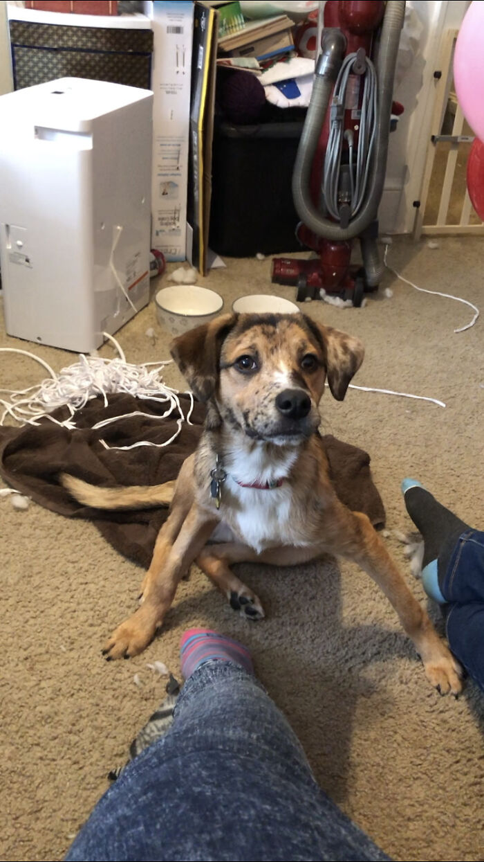 Hey Pandas, Post A Funny Picture Of Your Pet (Closed) Hey Pandas, Post A Funny Picture Of Your Pet (Closed)