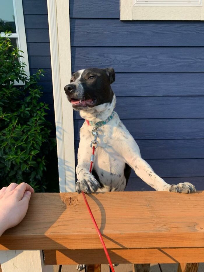 Hey Pandas, Post A Funny Picture Of Your Pet (Closed) Hey Pandas, Post A Funny Picture Of Your Pet (Closed)