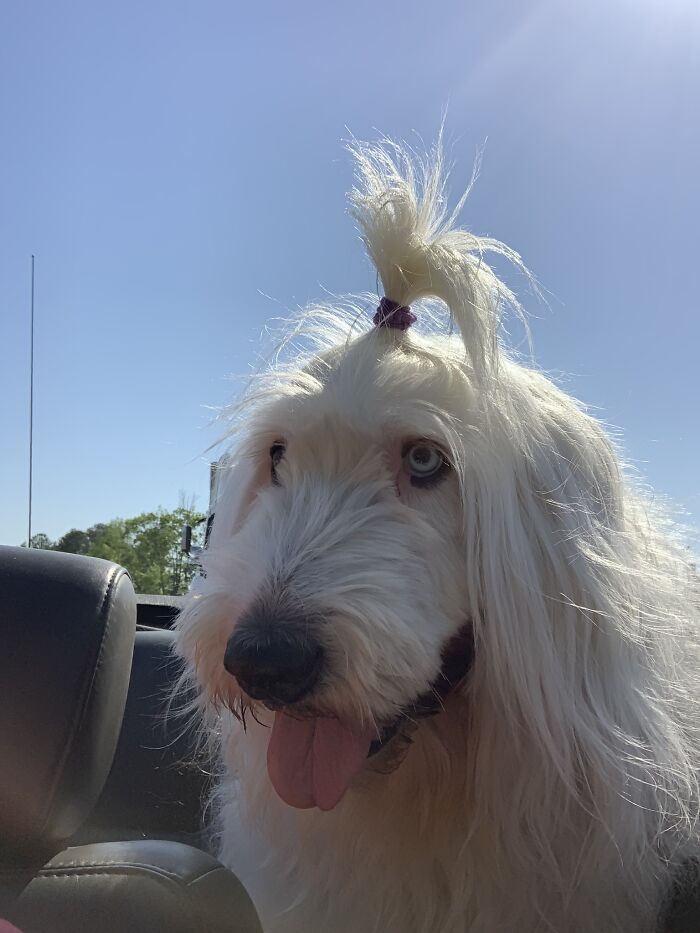 Hey Pandas, Post A Funny Picture Of Your Pet (Closed) Hey Pandas, Post A Funny Picture Of Your Pet (Closed)