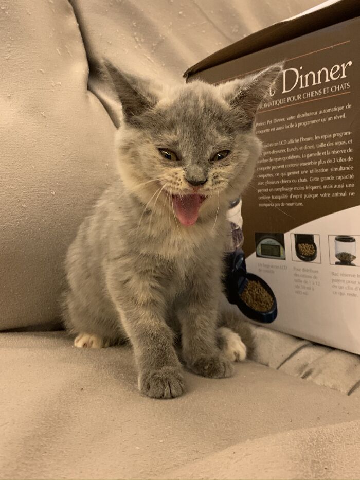 Hey Pandas, Post A Funny Picture Of Your Pet (Closed) Hey Pandas, Post A Funny Picture Of Your Pet (Closed)